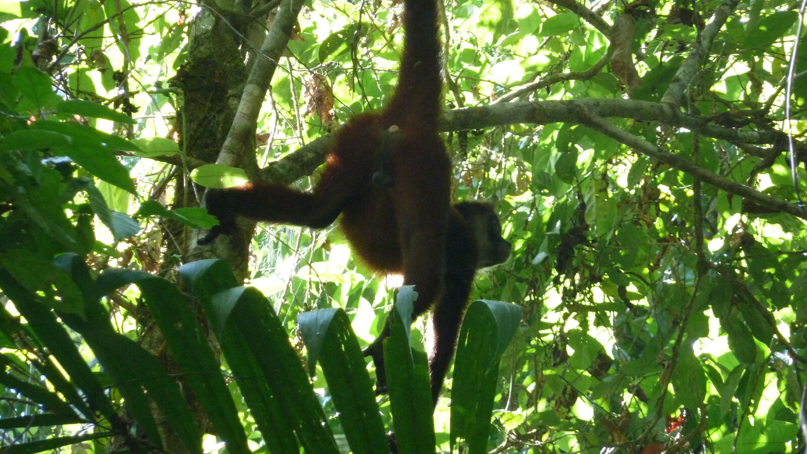 Spider monkey, Corcovado Nationalpark.