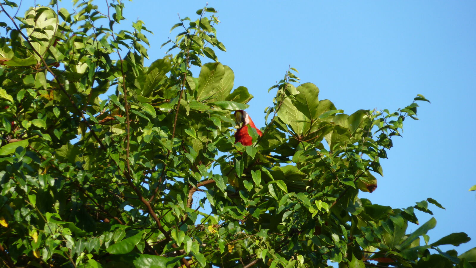 Lapa , San Pedrillo, Corcovado Nationalpark.