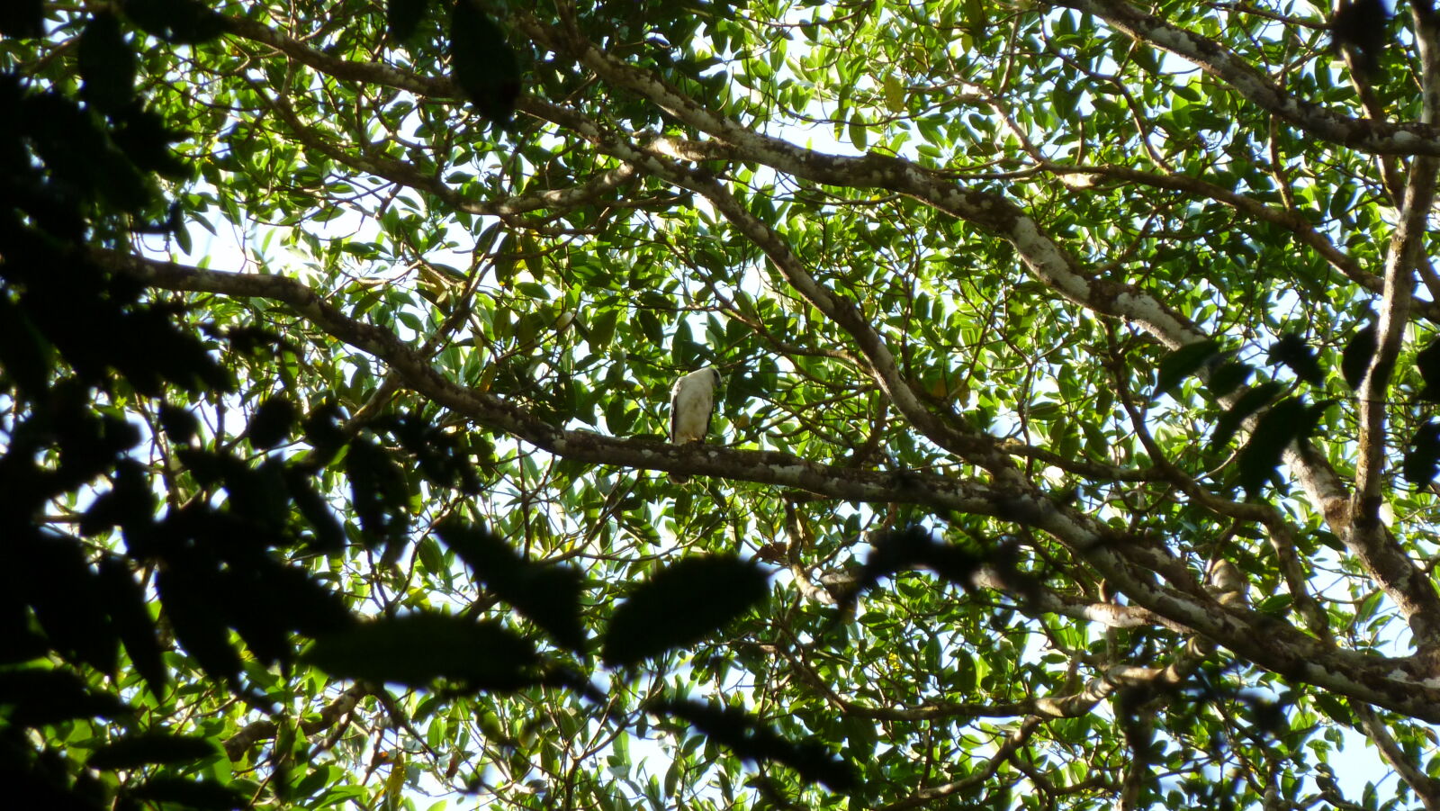 White Hawk, San Pedrillo, Corcovado Nationalpark.