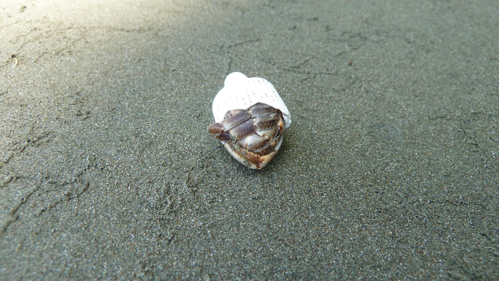 Playa Llorona, San Pedrillo, Corcovado Nationalpark.