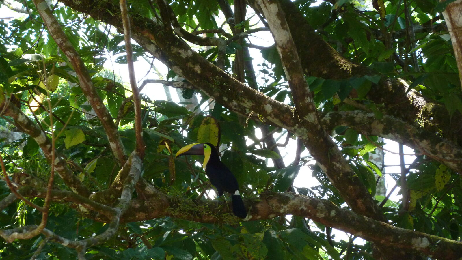 Tucan.