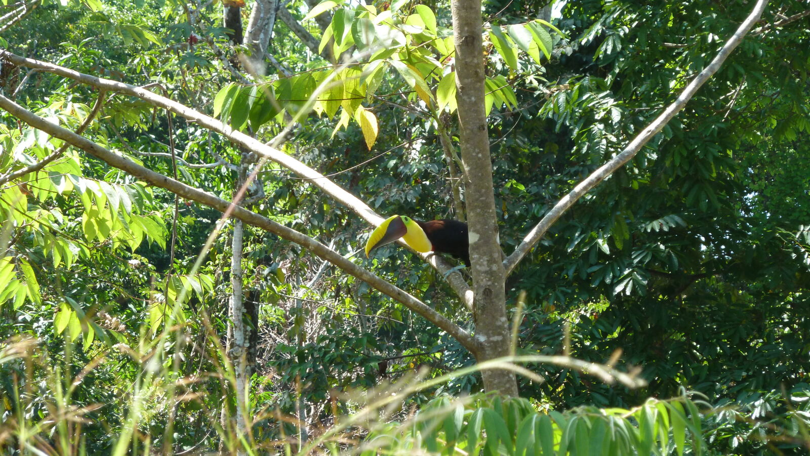 Tucan.
