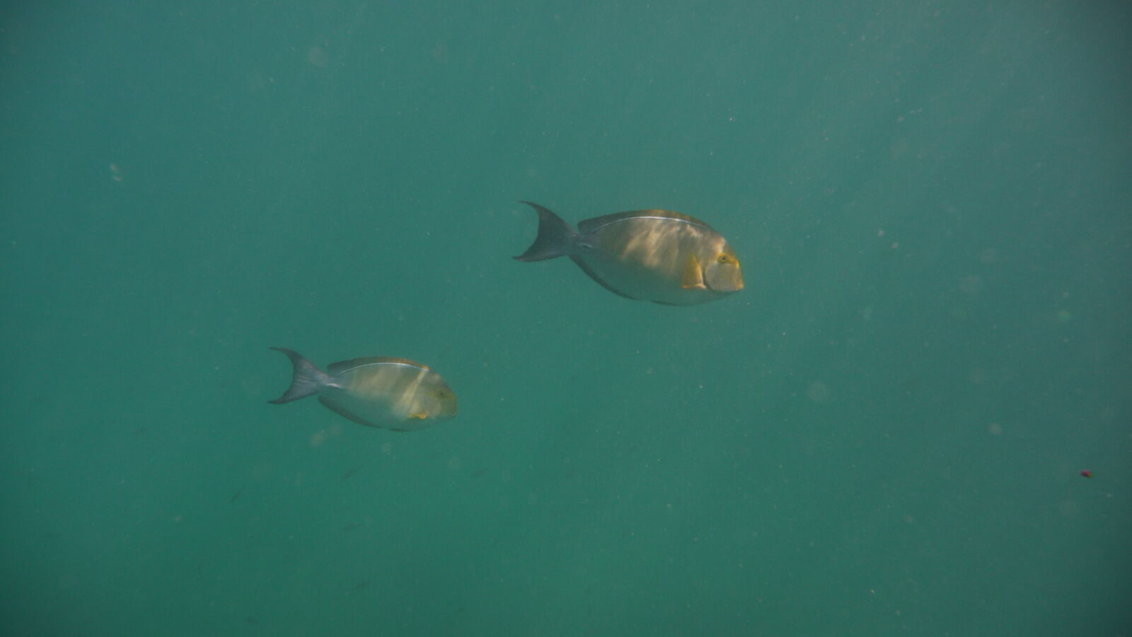 Schnorcheln bei Isla del Cano.