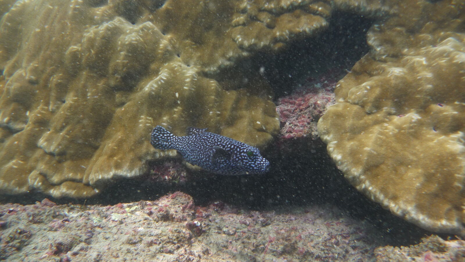 Schnorcheln bei Isla del Cano.