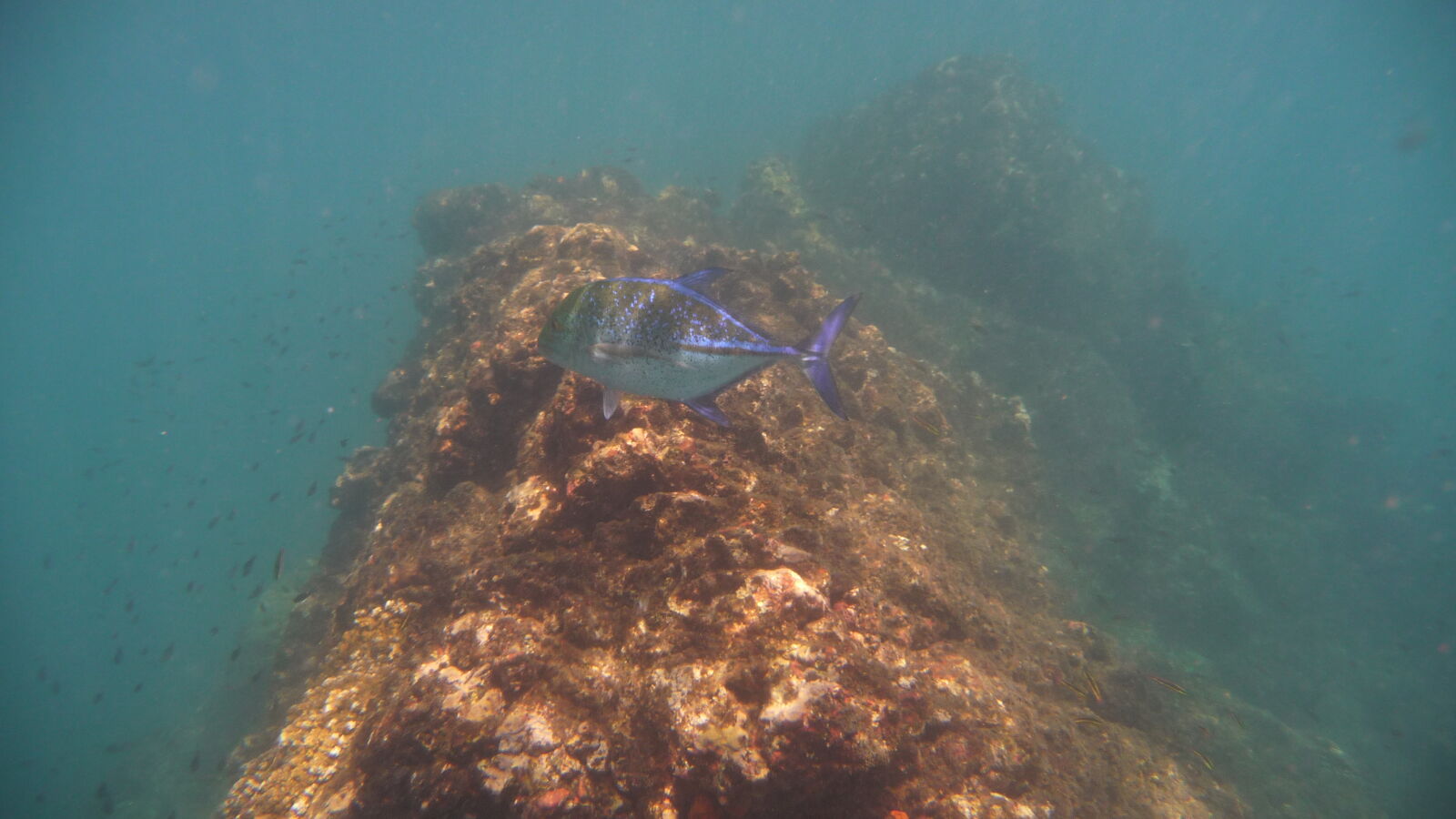 Schnorcheln bei Isla del Cano.