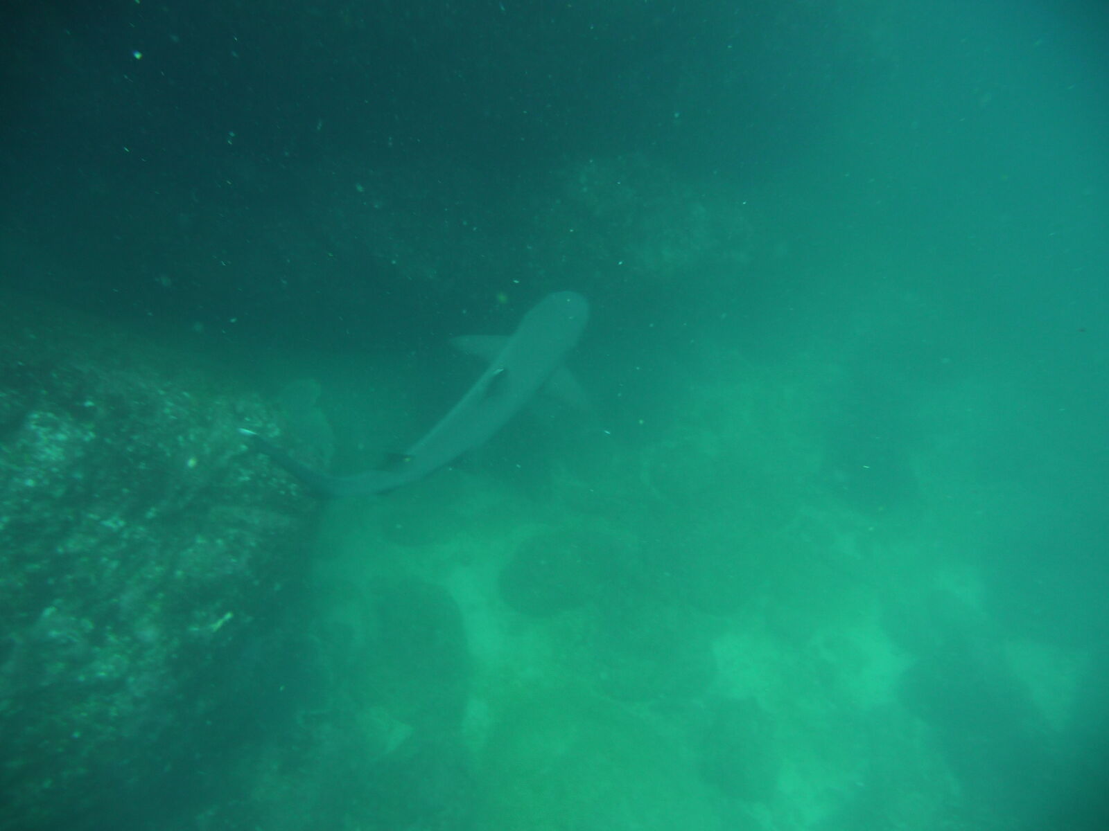White tipped shark, Isla del Cano.