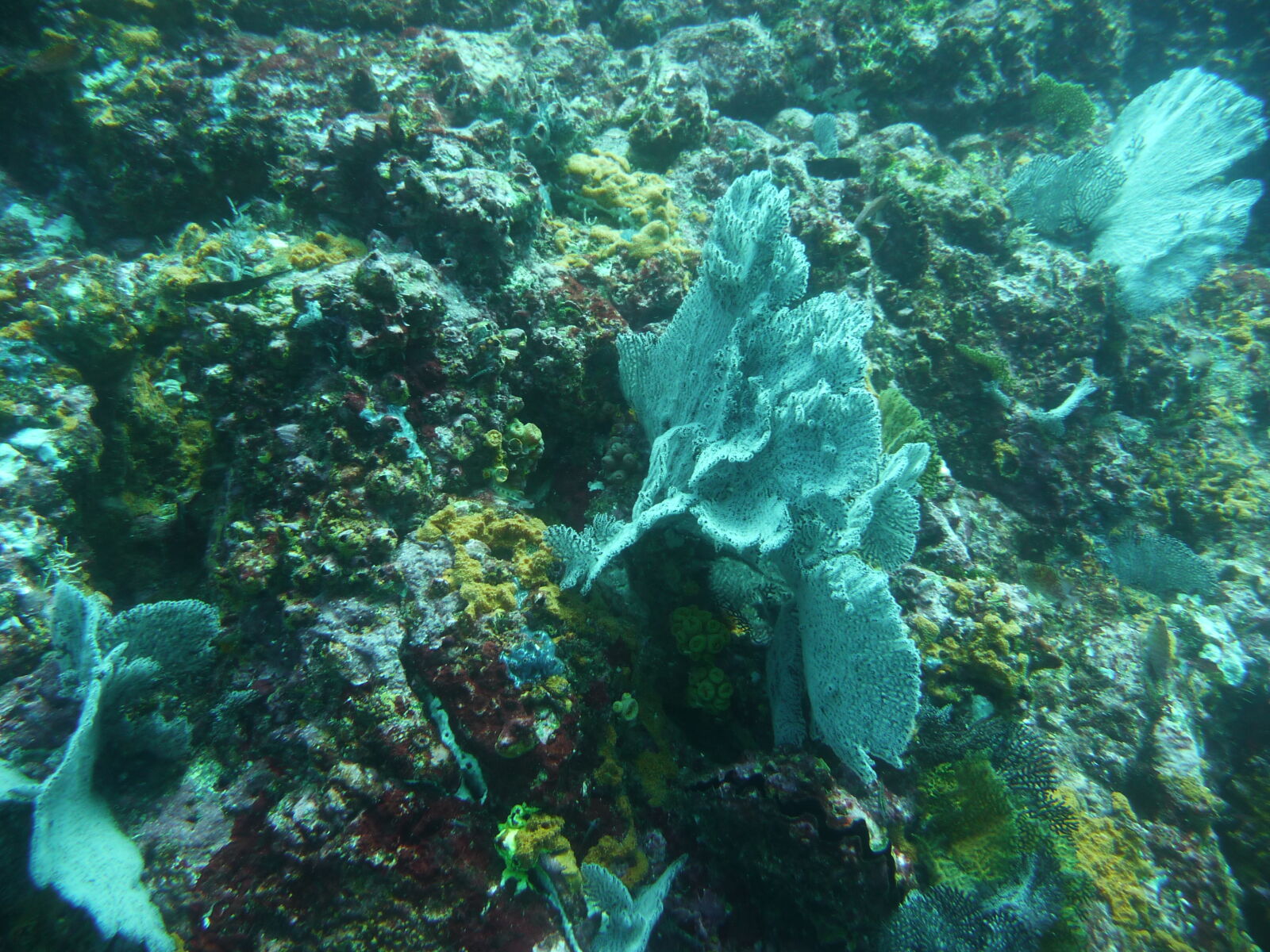 Isla del Cano.