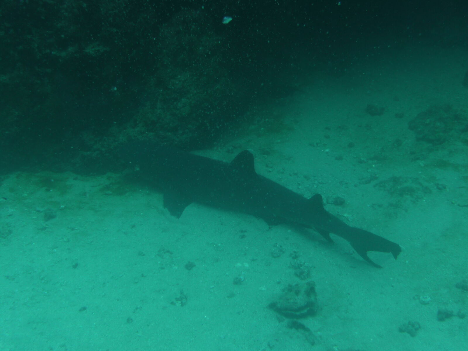 White tipped shark, Isla del Cano.