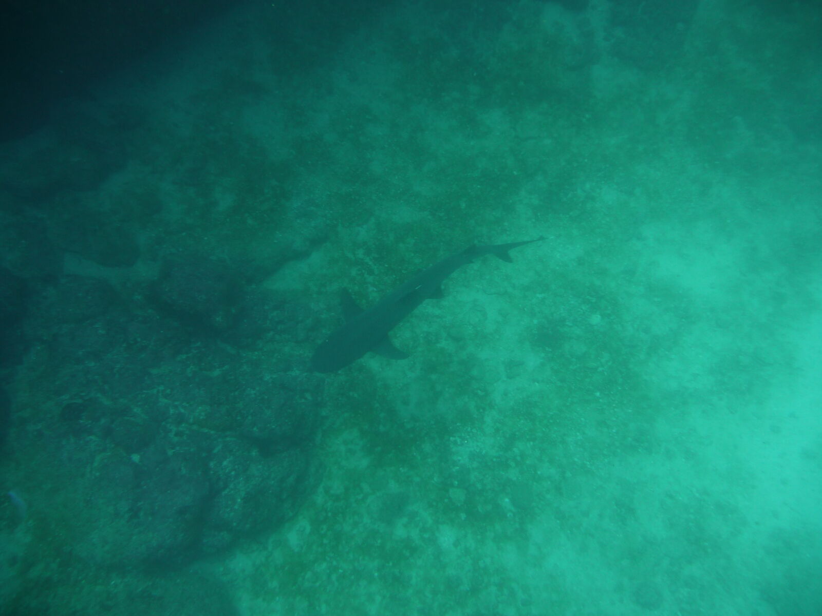 White tipped shark, Isla del Cano.