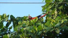 Ara, Puerto Jimenez.