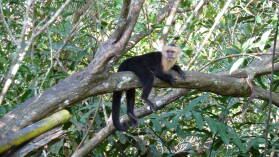 White faced monkey, Puerto Jimenez.