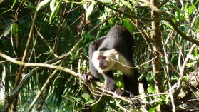 White faced monkey, Puerto Jimenez.