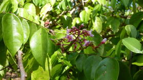 Sternfruchtbaum, Finca Köbö, La Palma.