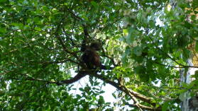 Spider monkey, Corcovado Nationalpark.