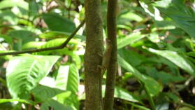 Corcovado Nationalpark.