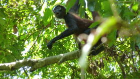 Spider monkey, Corcovado Nationalpark.