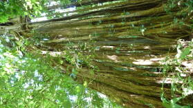 Corcovado Nationalpark.