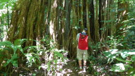 Corcovado Nationalpark.