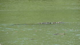 Corcovado Nationalpark.