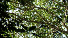 White Hawk, San Pedrillo, Corcovado Nationalpark.