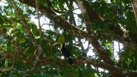 Tucan.