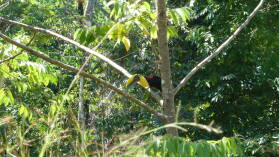 Tucan.