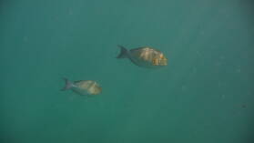 Schnorcheln bei Isla del Cano.