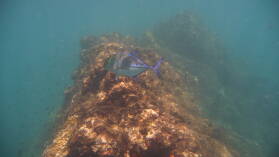 Schnorcheln bei Isla del Cano.