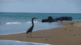 San Pedrillo, Corcovado Nationalpark.