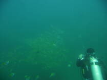 Isla del Cano.