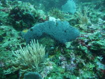Isla del Cano.