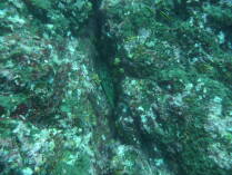 Isla del Cano.