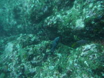 Isla del Cano.