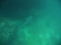 White tipped shark, Isla del Cano.