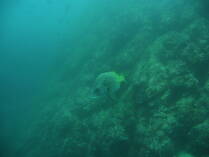 Isla del Cano.