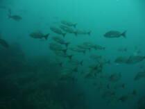 Isla del Cano.