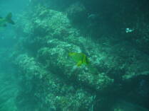 Isla del Cano.