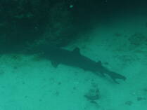 White tipped shark, Isla del Cano.