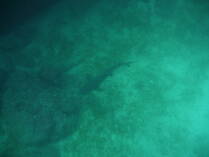 White tipped shark, Isla del Cano.