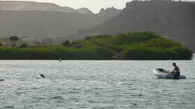 Hunde in Spanish Waters.