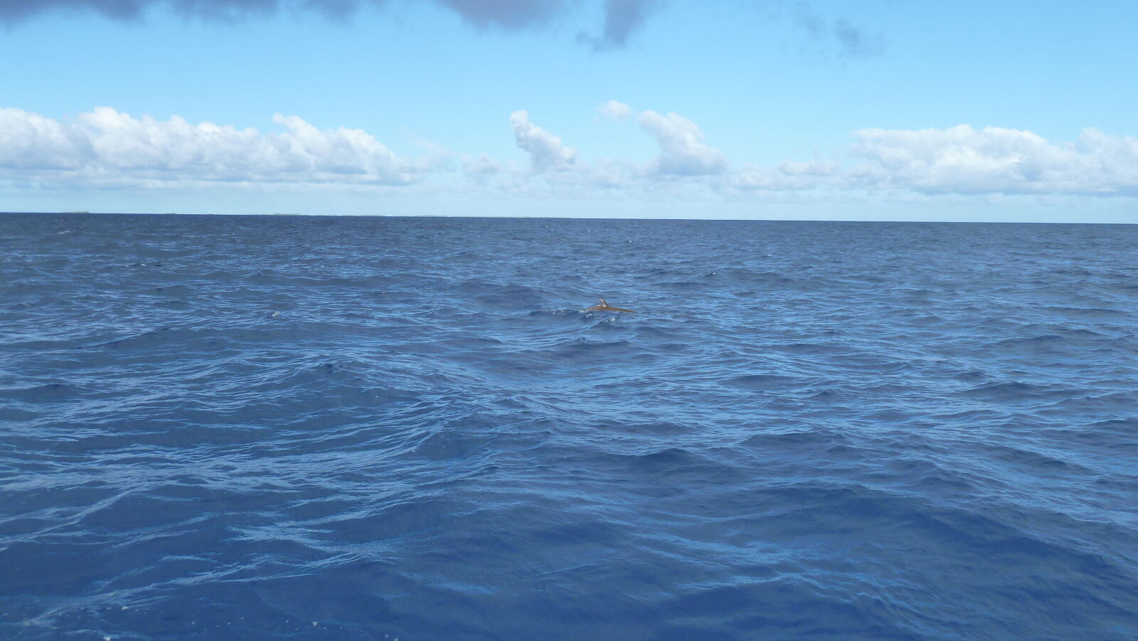 Irgendwas Großes (Beaked Whale?) vor dem N-Pass.