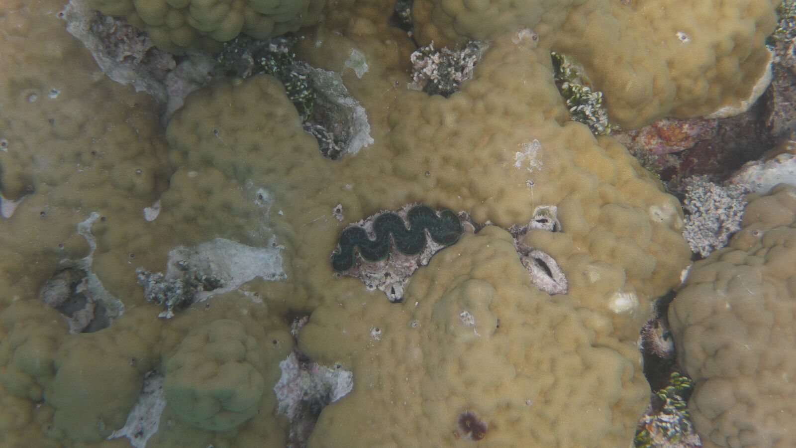 Giant Clam.