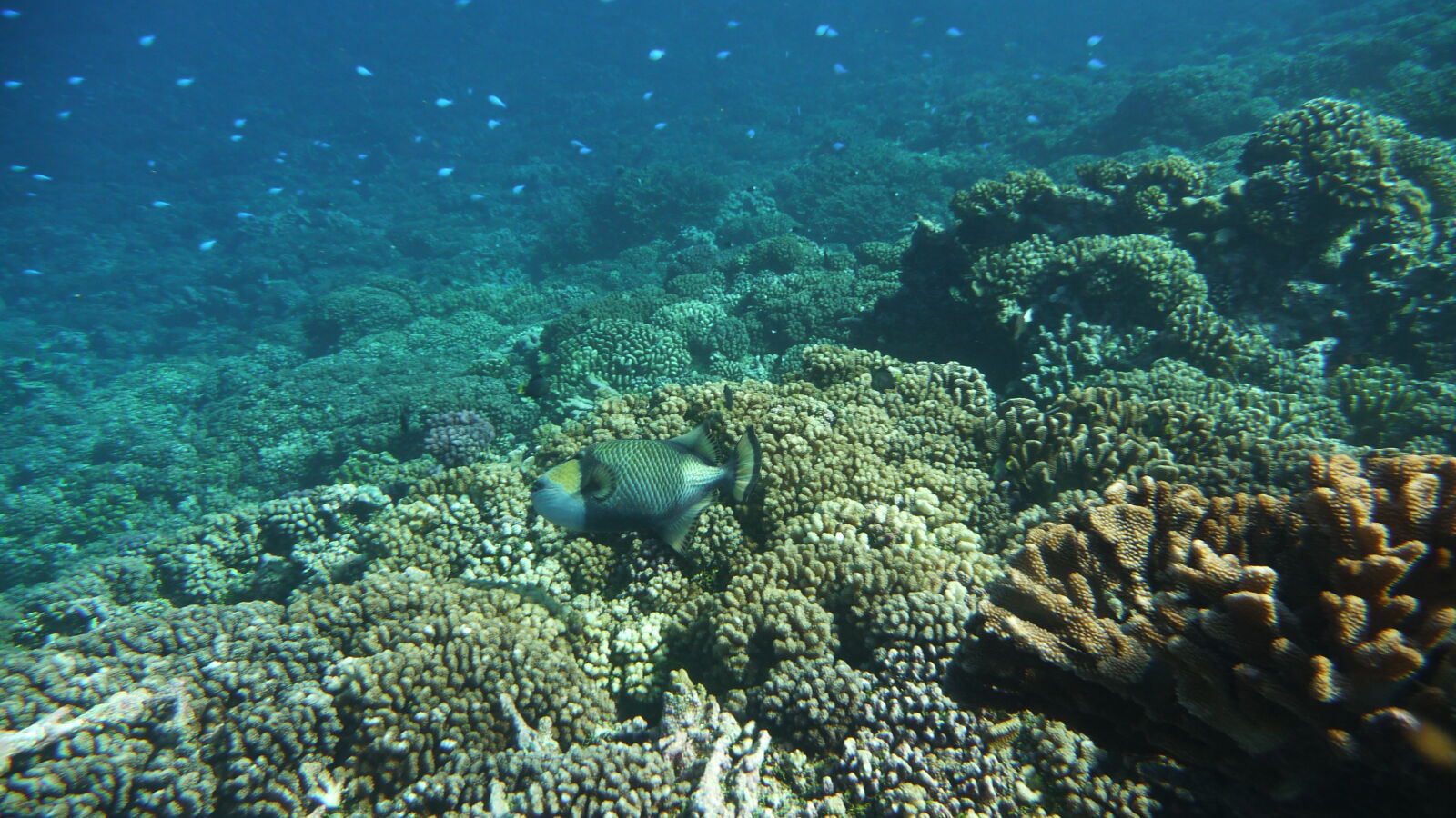 Triggerfish; Schnorcheln im Passe Tumakohua.
