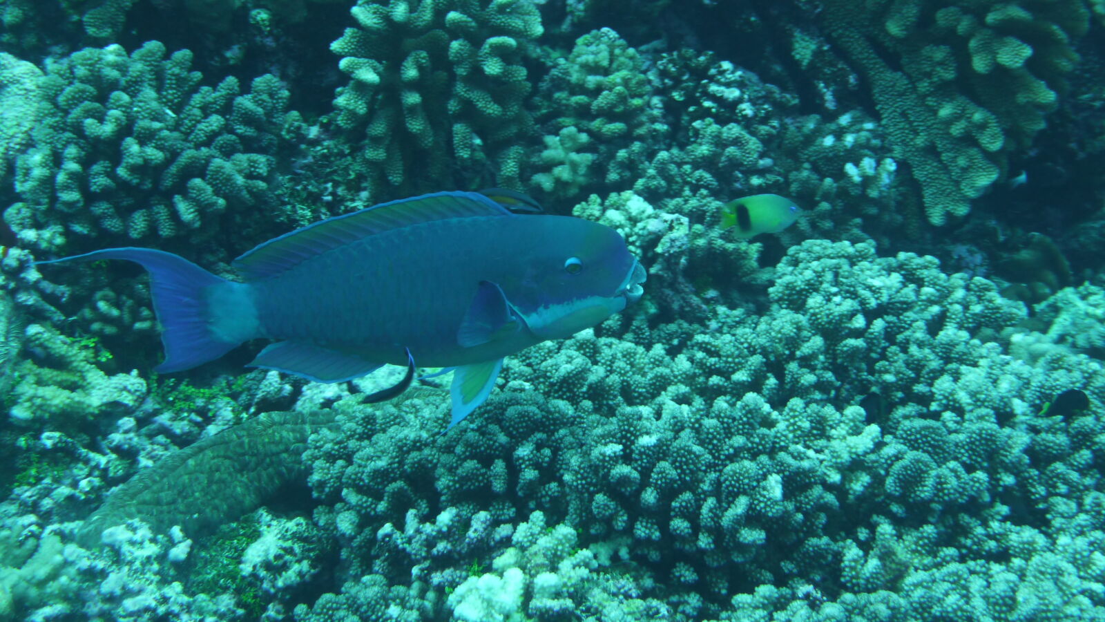 Papageifisch; Tauchgang in Passe Tumakohua.