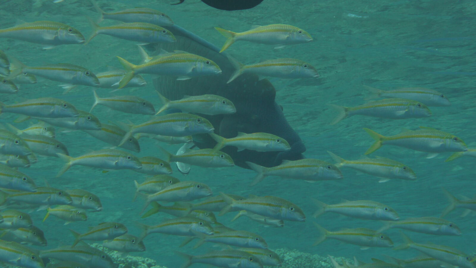 Napoleonfisch; Tauchgang in Passe Tumakohua.