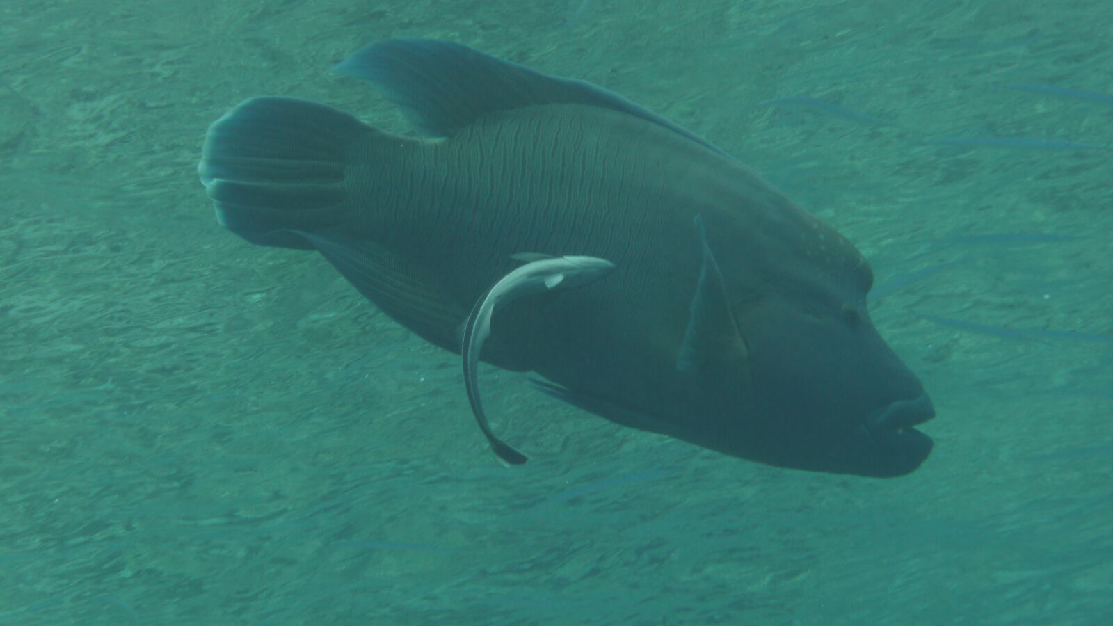Napoleonfisch; Tauchgang in Passe Tumakohua.