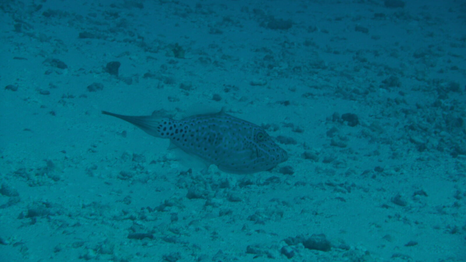 Feilenfisch; Tauchgang in Passe Garuae.