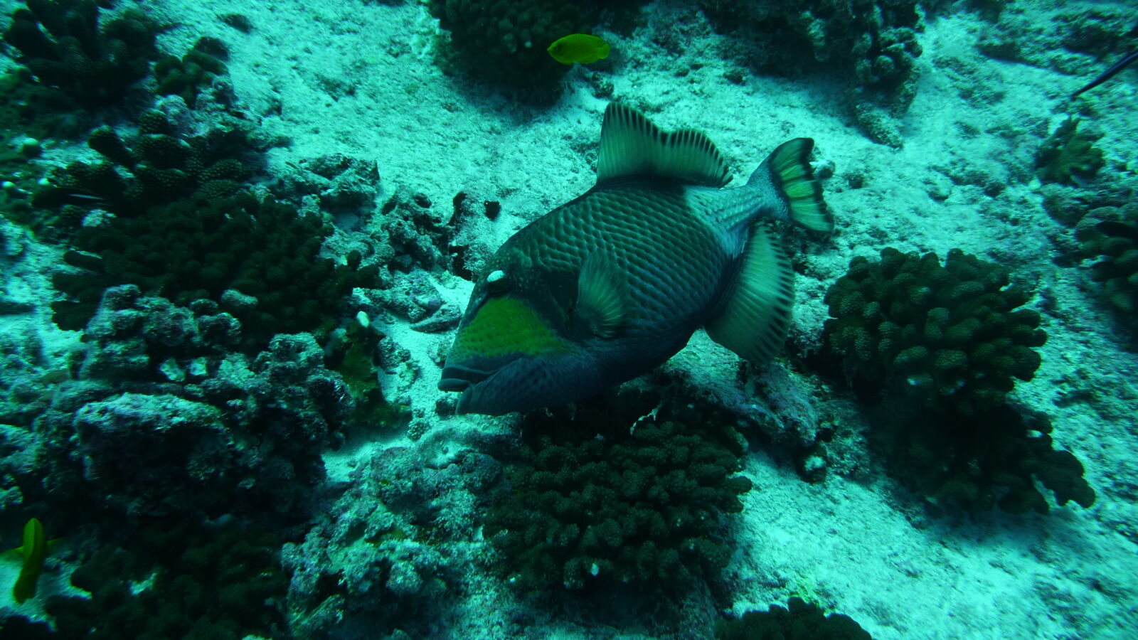 Triggerfish; Tauchgang in Passe Garuae.
