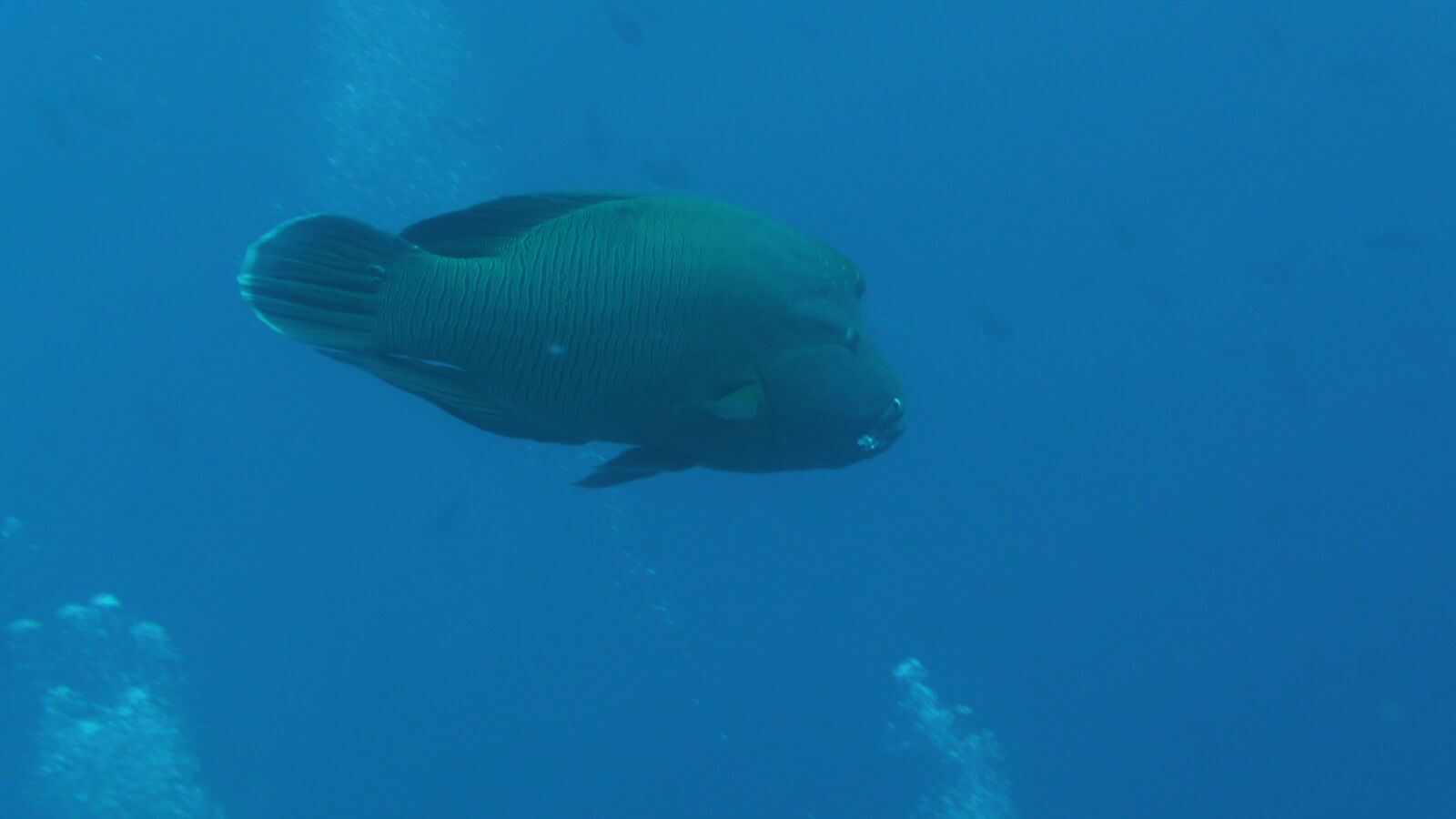 Napoleonfisch; Tauchgang in Passe Garuae.