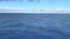 Irgendwas Großes (Beaked Whale?) vor dem N-Pass.